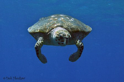 Turtle Pie anyone? by Debi Henshaw 